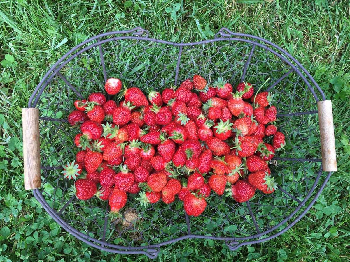 Myrtille, cassis et mûre Les super baies de chez nous- Plantes et Santé