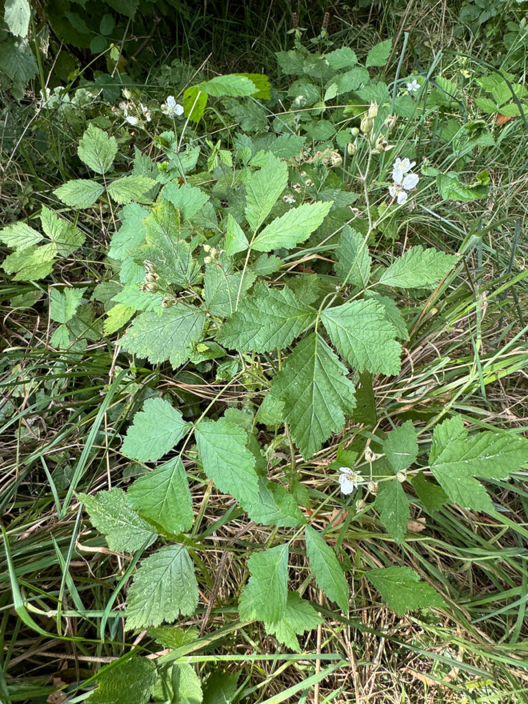 La discrète ronce bleue