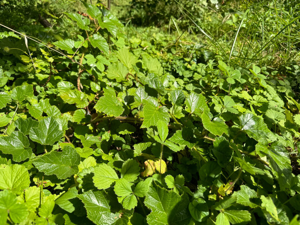 Un tapis de rubus 