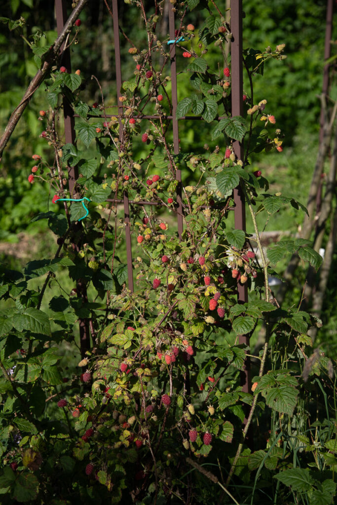 Loganberry en production